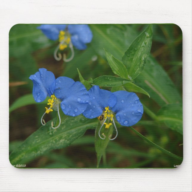 Asiatic Dayflower Blue WIldflower Apparel & Gifts Mouse Mat (Front)