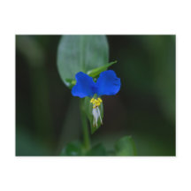 Asiatic Dayflower Blue Wildflower Postcard