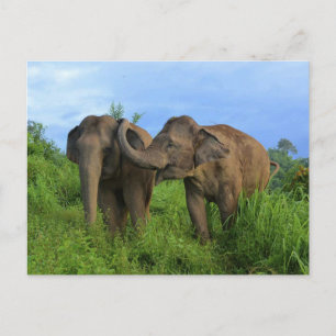 Asiatic elephants postcard