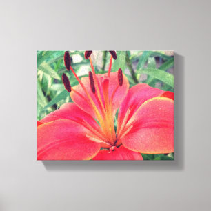 Asiatic Lily Canvas Print