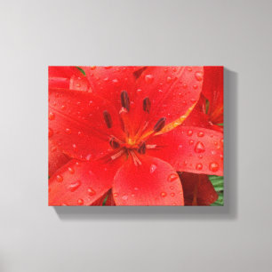 Asiatic Lily Canvas Print