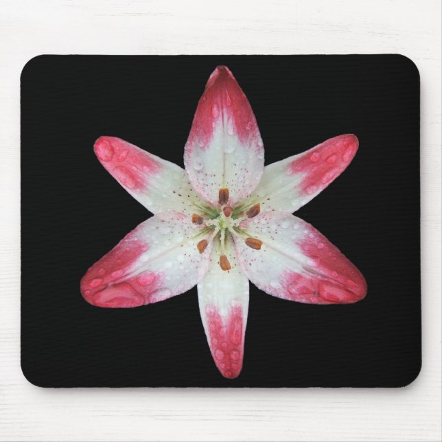 Asiatic Lily 'Lollipop' ~ mousepad (Front)