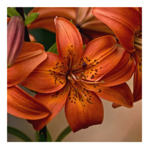 Asiatic Lily Photo Print