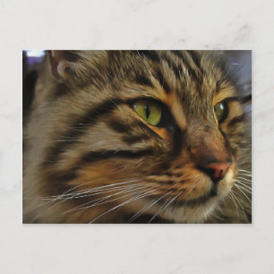 Aslan The Long Haired Tabby Cat Postcard