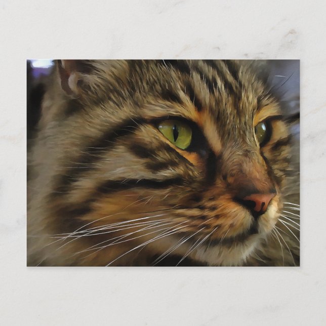 Aslan The Long Haired Tabby Cat Postcard (Front)