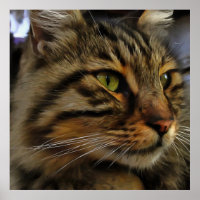 Aslan The Long Haired Tabby Cat