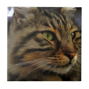 Aslan The Long Haired Tabby Cat Tile