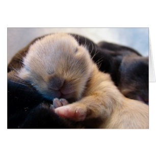 Asleep
