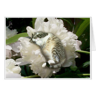Asleep on a Peony