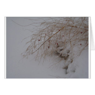 Asparagus going to seed