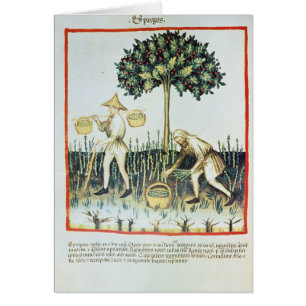 Asparagus Pickers, 13th century