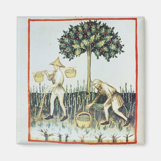 Asparagus Pickers, 13th century Magnet (Front)