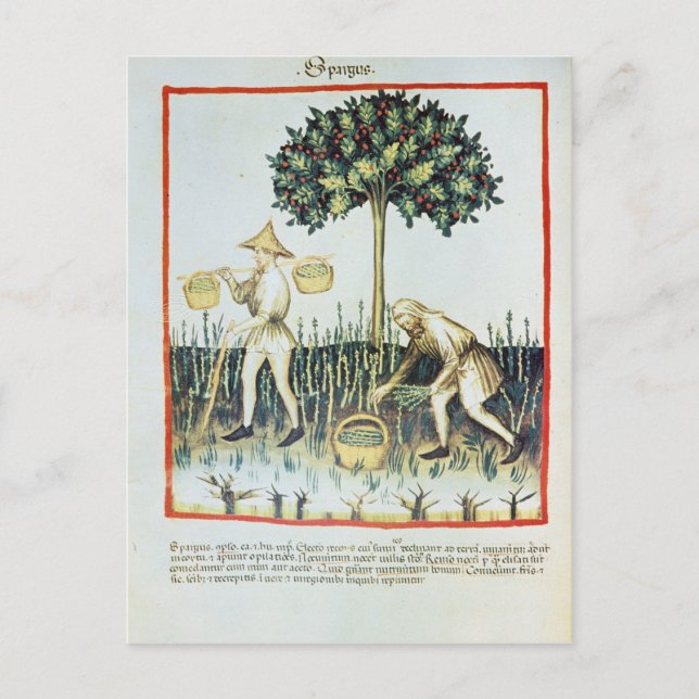 Asparagus Pickers, 13th century Postcard (Front)