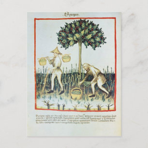 Asparagus Pickers, 13th century Postcard