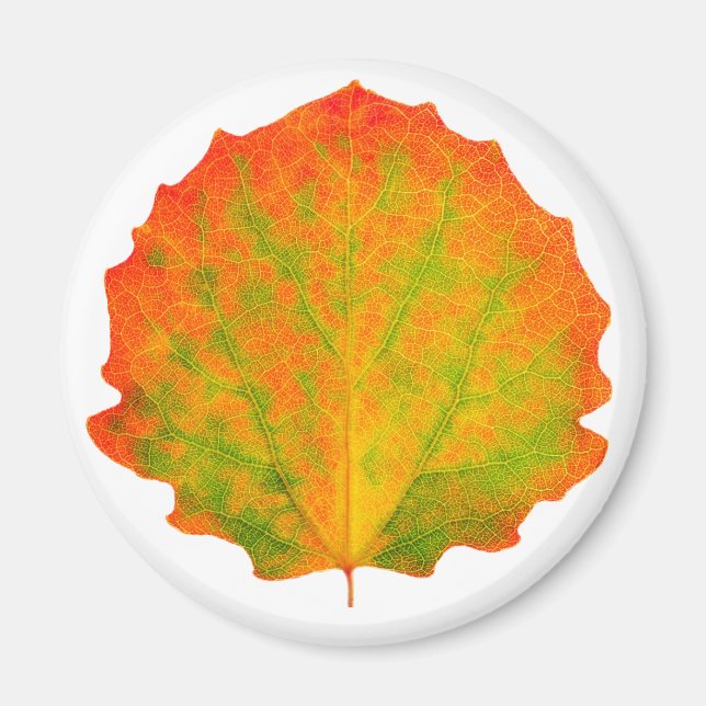 Aspen autumn leaf magnet (Front)