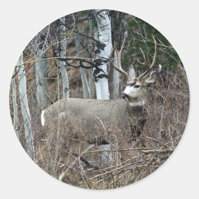 Aspen buck classic round sticker (Front)