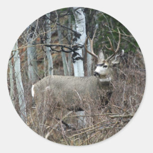 Aspen buck classic round sticker