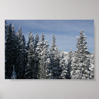 Aspen - Buttermilk Moutain tree tops Poster