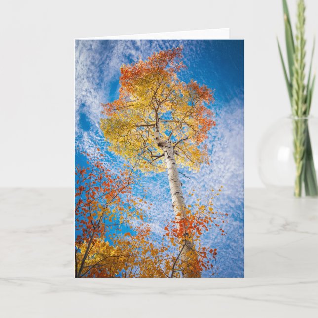 Aspen Card, Blank Inside Card (Front)