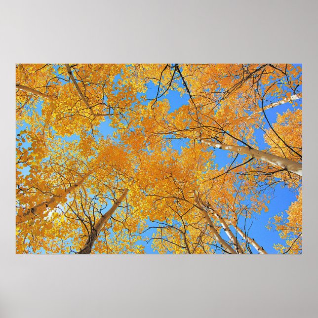 Aspen Ceiling Poster (Front)