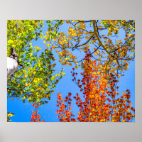 Aspen Colour Candy // Fall Leaf Colours