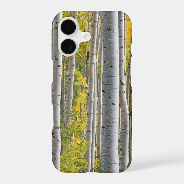 Aspen Fall Colours Tree Trunks Yellow Splendour (Back)