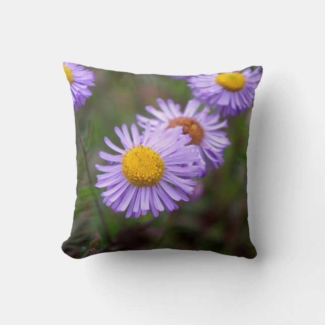 Aspen Fleabane Daisy Flower Pillow (Front)