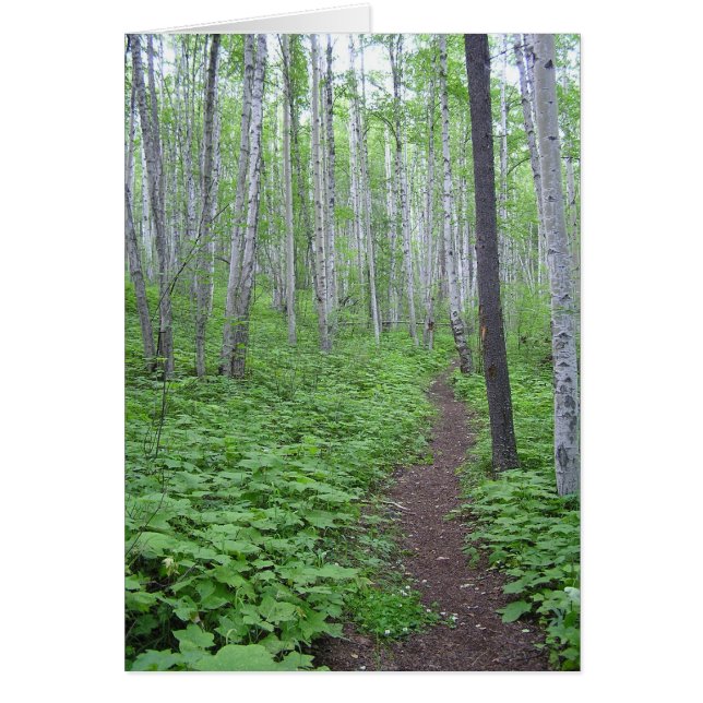 Aspen Forest, BC (Front)