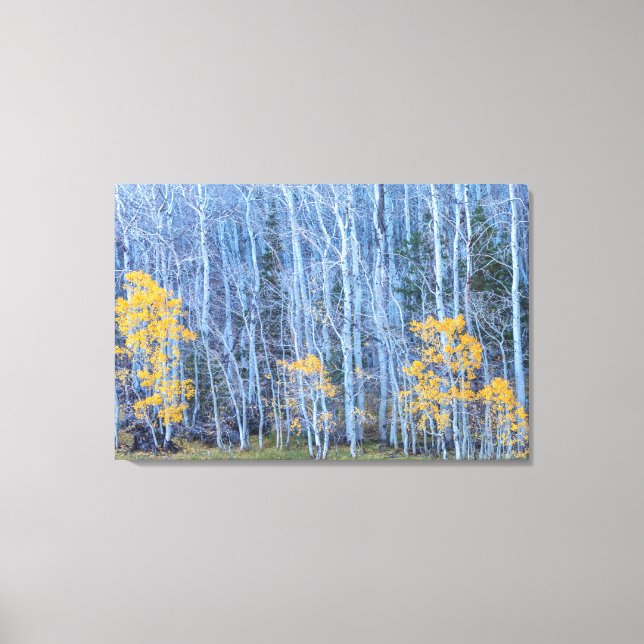 Aspen Forest Canvas Print (Front)