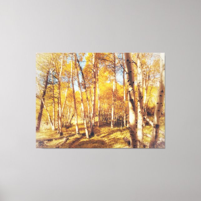 Aspen Forest in Vibrant Fall Colours  Canvas Print (Front)