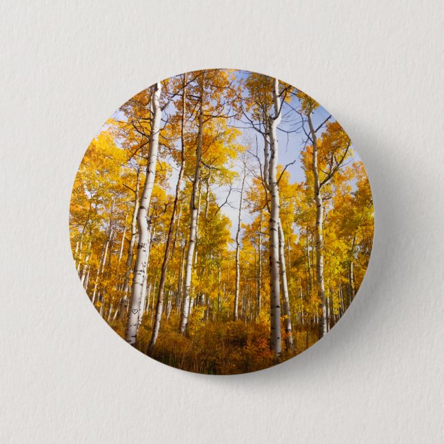 Aspen Groove Yellow Fall Leaves 6 Cm Round Badge (Front)