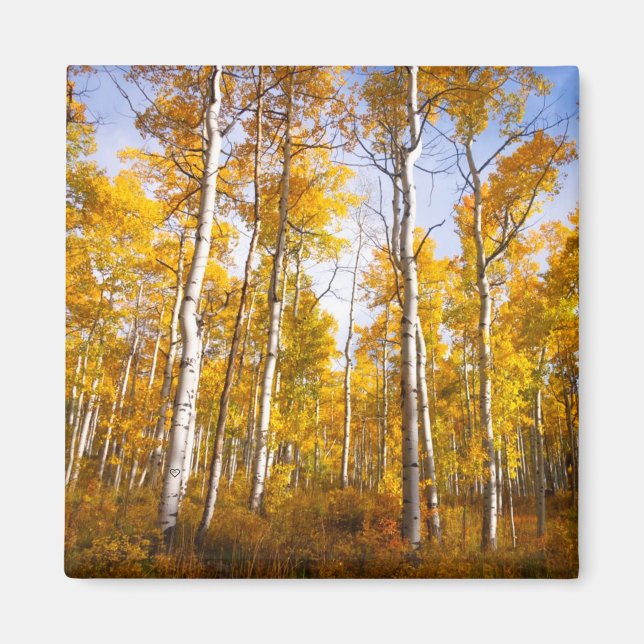Aspen Groove Yellow Fall Leaves Magnet (Front)