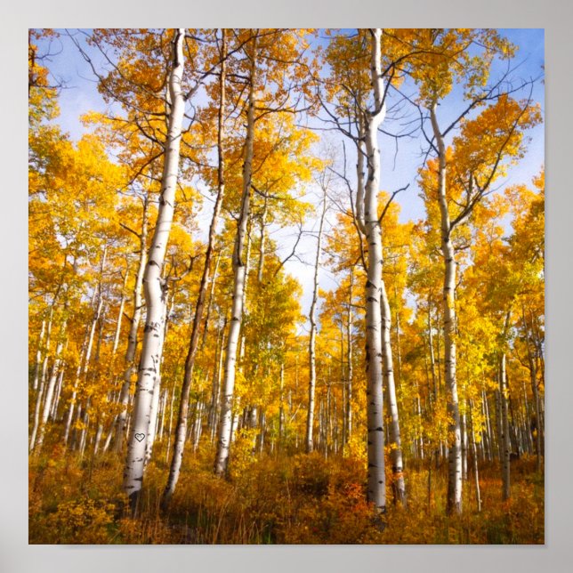 Aspen Groove Yellow Fall Leaves Poster (Front)