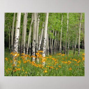 Aspen Grove and Wildflower Meadow Poster