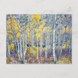 Aspen Grove Autumn Foliage Postcard