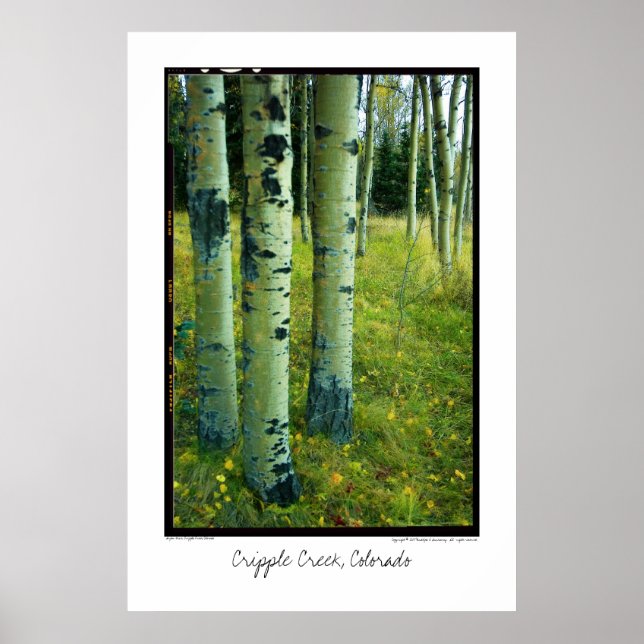 Aspen Grove, Cripple Creek, Colorado Poster (Front)