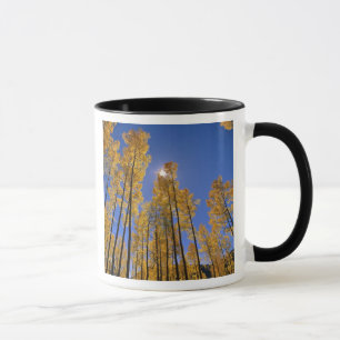 Aspen grove in autumn in the San Juan Range of Mug