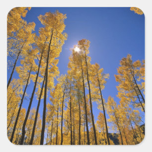 Aspen grove in autumn in the San Juan Range of Square Sticker