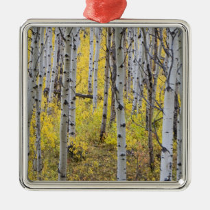 Aspen grove in peak fall colour in Glacier Metal Tree Decoration
