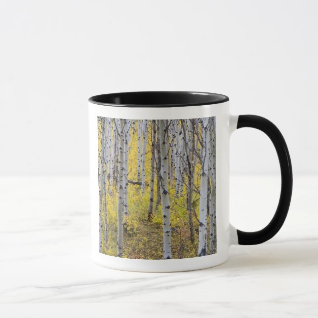 Aspen grove in peak fall colour in Glacier Mug (Right)