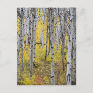 Aspen grove in peak fall colour in Glacier Postcard
