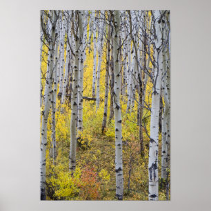 Aspen grove in peak fall colour in Glacier Poster