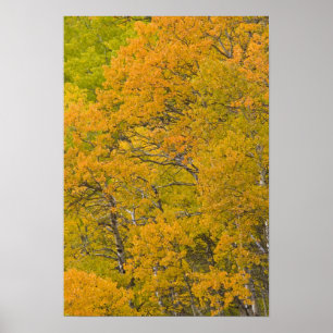 Aspen grove in peak fall colours near East Poster