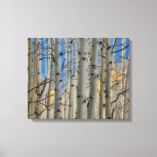 Aspen Groves Colorado Rocky Mountains Canvas Print