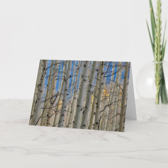 Aspen Groves | Colorado Rocky Mountains Card (Front)