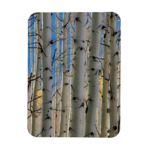 Aspen Groves Colorado Rocky Mountains Magnet