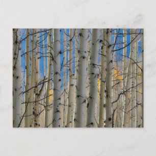 Aspen Groves   Colorado Rocky Mountains Postcard