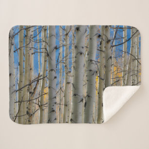 Aspen Groves   Colorado Rocky Mountains Sherpa Blanket