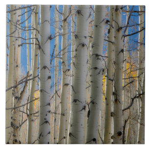 Aspen Groves   Colorado Rocky Mountains Tile