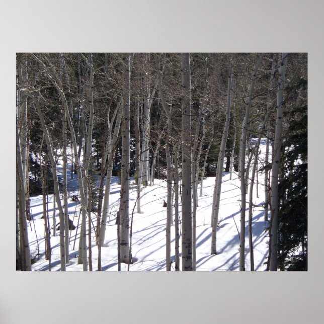 Aspen in Snow Poster (Front)